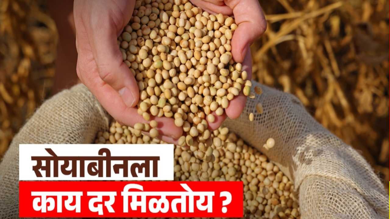 पिवळ्या सोयाबीनची बाजारात चलती; काही ठिकाणी ५,२०० रुपयांच्या पार, पाहा आजचे ताजे दर Soybean Price Today