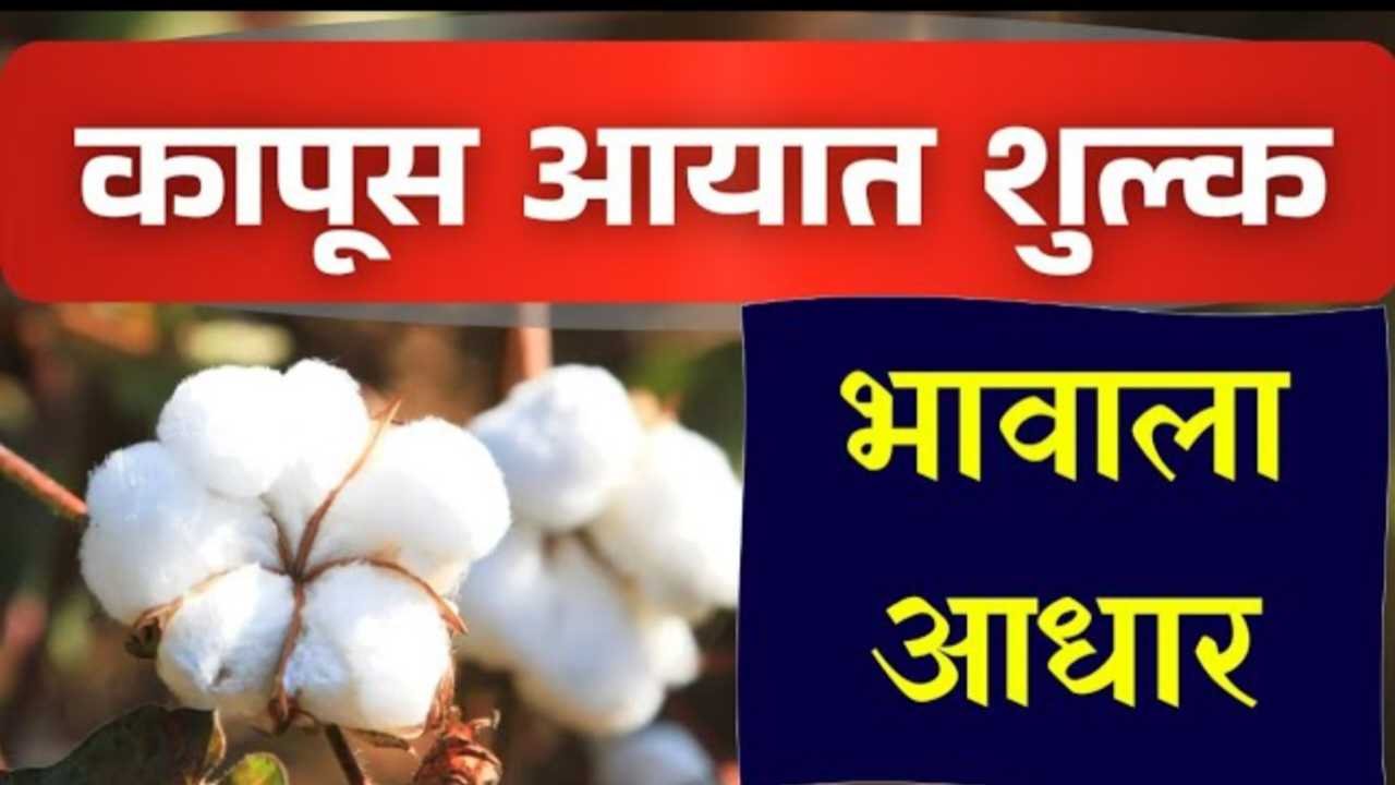 कापूस ९,००० पार होणार? नवीन वर्षात आयातीवर ११% शुल्क लागू झाल्याने दरवाढीचे संकेत cotton price update