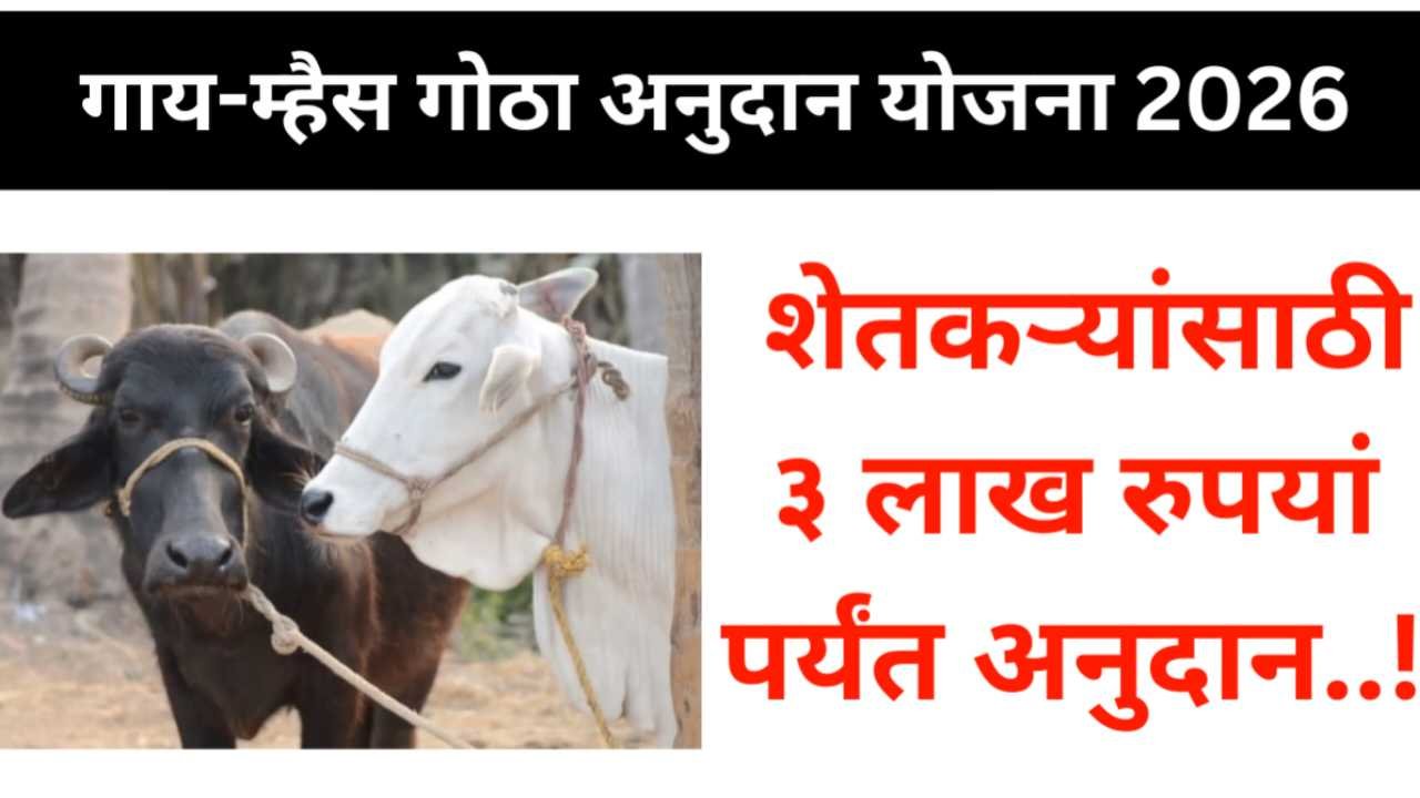 गाय गोठा अनुदान योजना २०२६: शेतकऱ्यांना मिळणार ७७,००० रुपये; पशुपालनासाठी सरकारचा मोठा हातभार, असा करा अर्ज gaay gotha anudan yojana