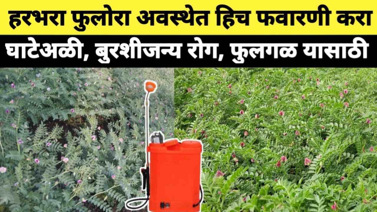"हरभरा फुलोऱ्यात असताना 'ही' एक फवारणी करा; उत्पादनात होईल ३०% वाढ, घाटे होतील टपोरे!" harbhara pik