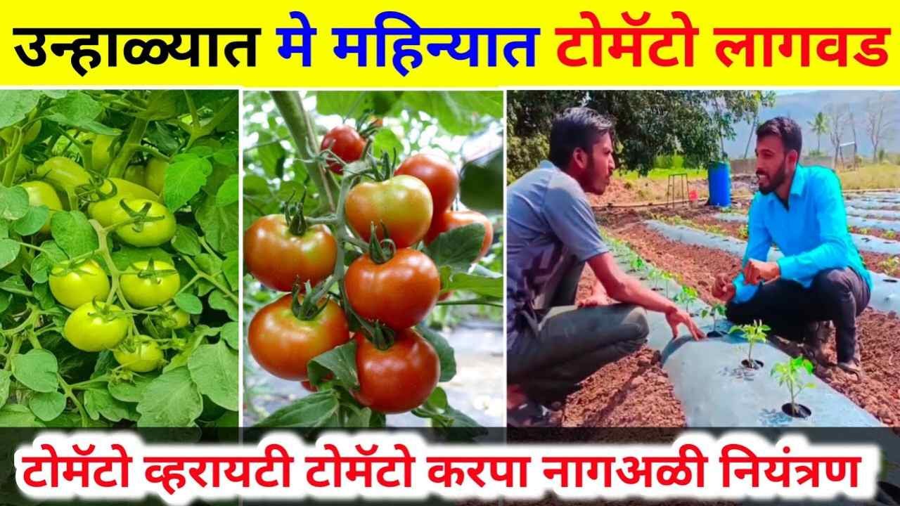 "उन्हाळी टोमॅटोमधून लाखो कमवायचेत? मग 'या' वाणाची करा निवड; कडक उन्हातही मिळेल बंपर उत्पादन" tomato market